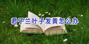 君子兰叶子发黄怎么办