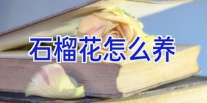 石榴花怎么养