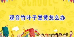 观音竹叶子发黄怎么办