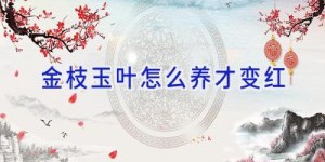 金枝玉叶怎么养才变红
