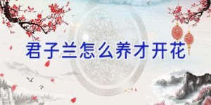 君子兰怎么养才开花