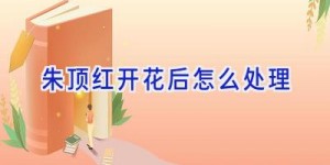 朱顶红开花后怎么处理