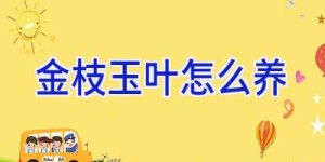 金枝玉叶怎么养