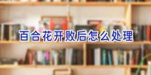 百合花开败后怎么处理