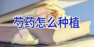 芍药怎么种植