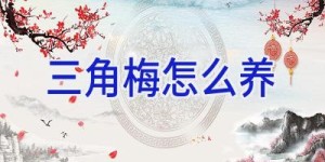 三角梅怎么养