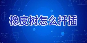 橡皮树怎么扦插