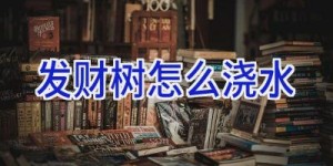 发财树怎么浇水