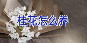 桂花怎么养