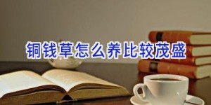 铜钱草怎么养比较茂盛