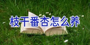 枝干番杏怎么养