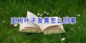 玉树叶子发黄怎么回事