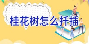 桂花树怎么扦插