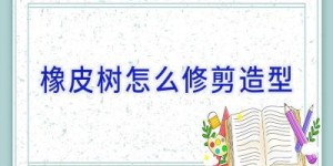 橡皮树怎么修剪造型