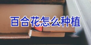 百合花怎么种植