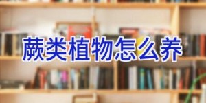 蕨类植物怎么养