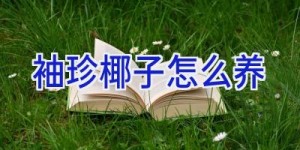 袖珍椰子怎么养