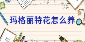 玛格丽特花怎么养