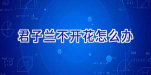 君子兰不开花怎么办