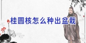 桂圆核怎么种出盆栽