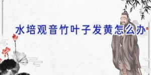 水培观音竹叶子发黄怎么办