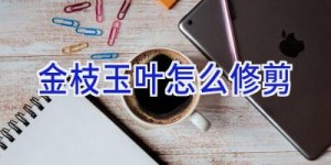 金枝玉叶怎么修剪