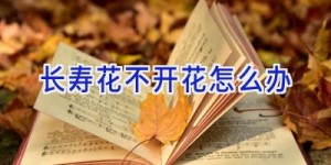 长寿花不开花怎么办