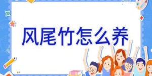 风尾竹怎么养