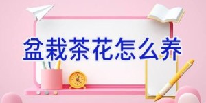 盆栽茶花怎么养