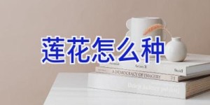 莲花怎么种