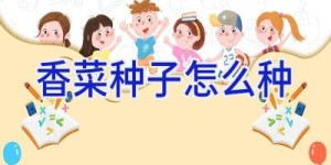 香菜种子怎么种