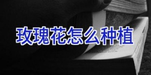 玫瑰花怎么种植