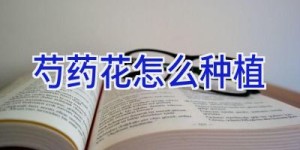 芍药花怎么种植