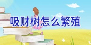 吸财树怎么繁殖