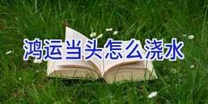 鸿运当头怎么浇水