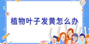 植物叶子发黄怎么办