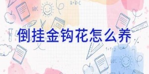 倒挂金钩花怎么养