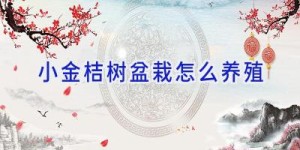 小金桔树盆栽怎么养殖
