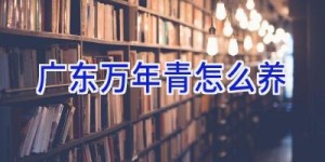 广东万年青怎么养