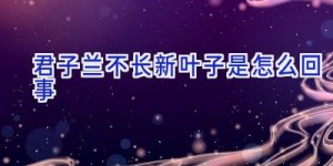 君子兰不长新叶子是怎么回事