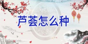 芦荟怎么种