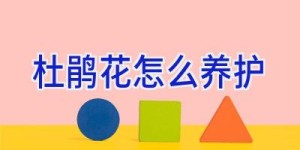 杜鹃花怎么养护