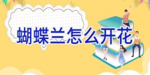 蝴蝶兰怎么开花