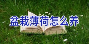 盆栽薄荷怎么养