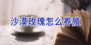 沙漠玫瑰怎么养殖