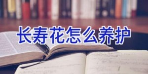 长寿花怎么养护