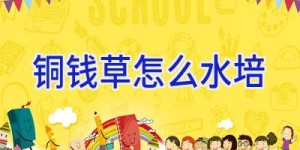 铜钱草怎么水培