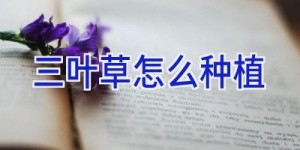 三叶草怎么种植