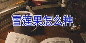 雪莲果怎么种