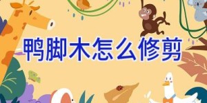 鸭脚木怎么修剪
